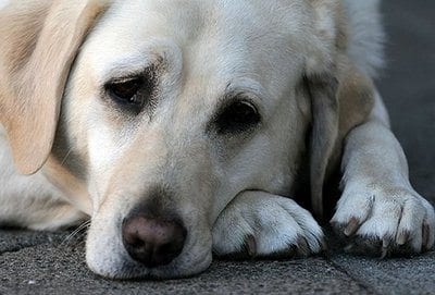 dog_vet_content