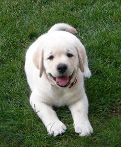 yellow lab puppy