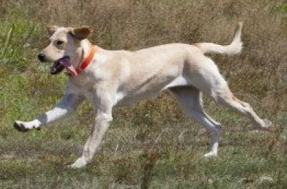 yellow-lab-running-with-tongue-hanging out