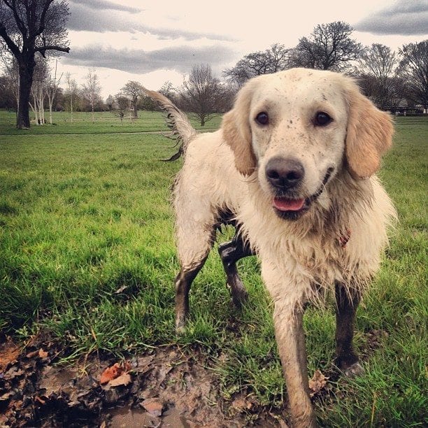 muddy golden