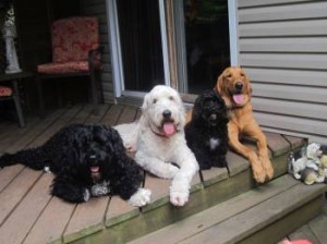 doggies 350px