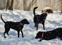 Snow Dogs