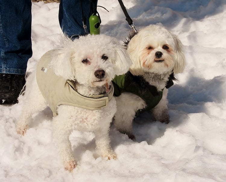 WHITE - PHOTO FRIDAY, THE DOGLADY'S DEN