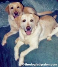 #AtoZChallenge: Labrador Retirever