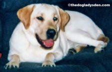 #AtoZChallenge 2016: L is for Labrador Retriever