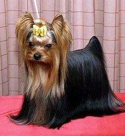 #AtoZChallenge: Y is for YORKSHIRE TERRIER