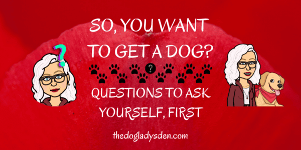 So you want to get a dog? Questions to ask yourself, first