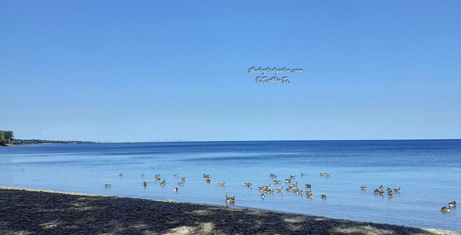 GEESE ON THE LAKE, BLUE WATER