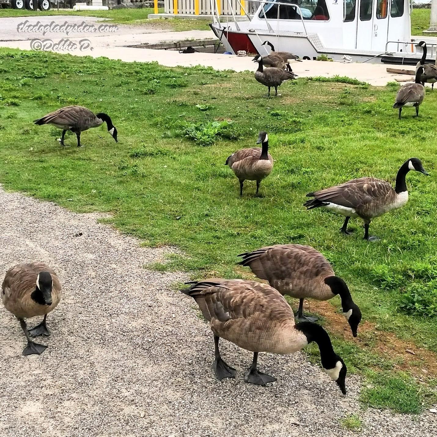 GEESE HAVING BREAKFAST