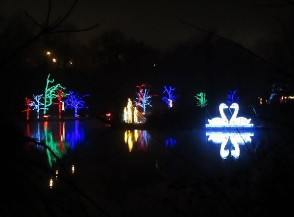 Lights on the water and kissing animated swans