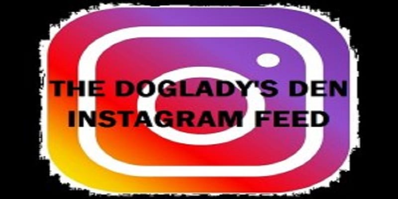 Instagram feed, Doglady's Den