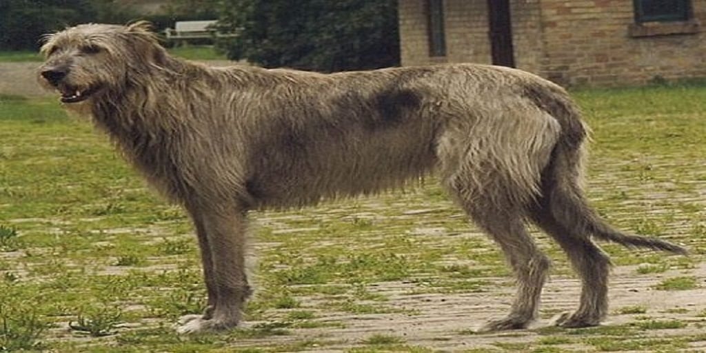 I is for IRISH WOLFHOUND | #AtoZChallenge