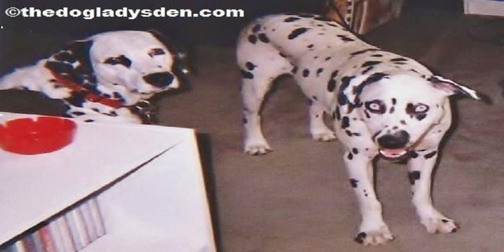 LETTER D is for DALMATIAN |  #AtoZChallenge