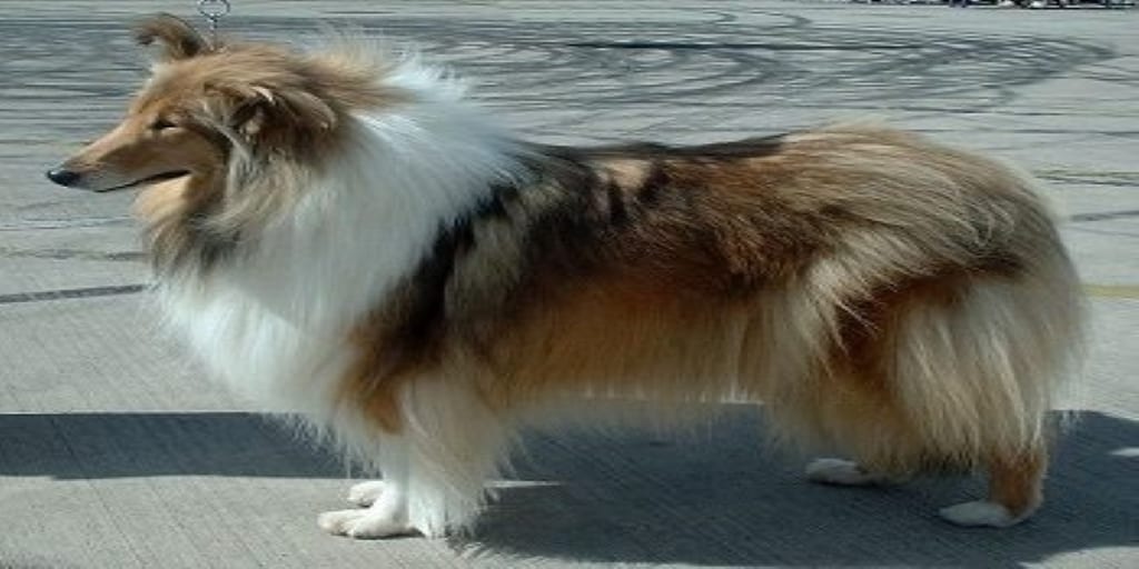 R is for ROUGH COLLIE | #AtoZChallenge