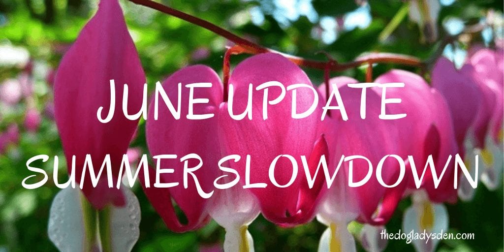 JUNE UPDATE: SUMMER SLOWDOWN