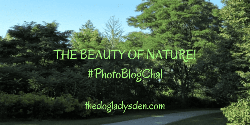 the beauty of nature #photoblogchal