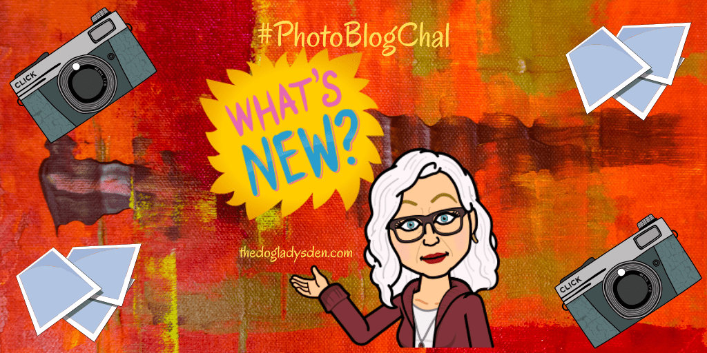 WHAT’S NEW? #PhotoBlogChal