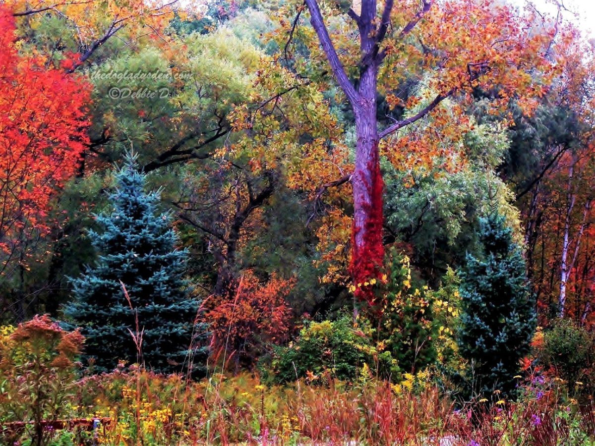 LEAVES AND TREES 🍂🌿🌲🌳 #SundayStills #Photography #WW 📷📱
