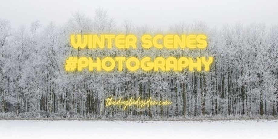 Winter Scenes Photography