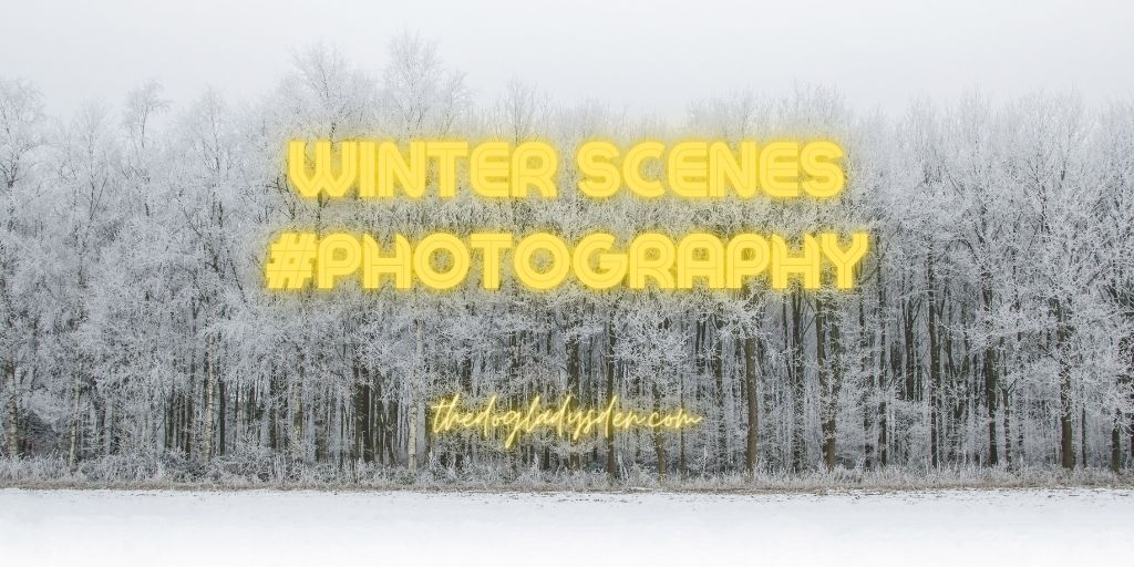 WINTER SCENES #PHOTOGRAPHY