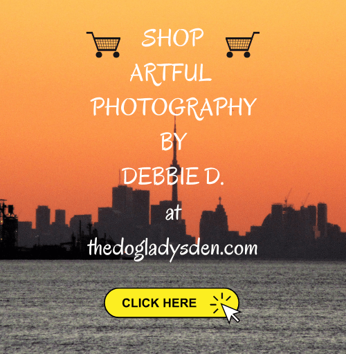 shop artful photography