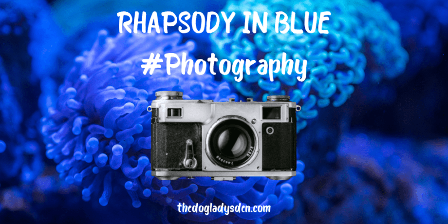 Rhapsody in Blue Photography