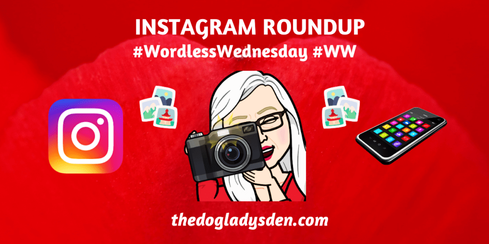 Instagram Roundup #WW