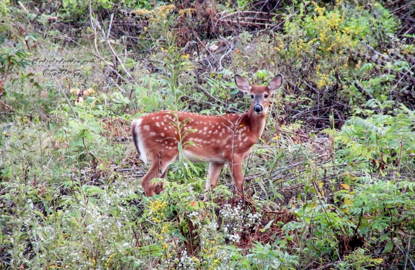 1000 islands parkway deer