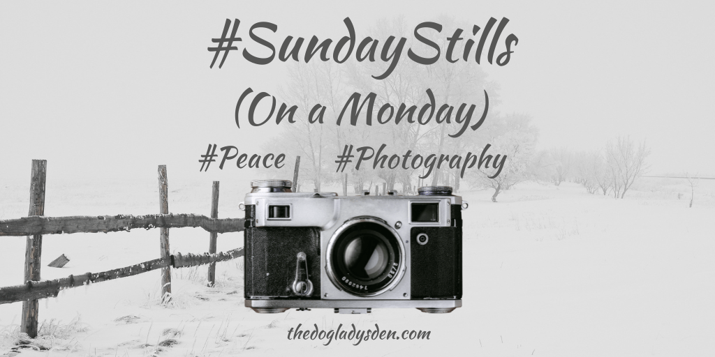 ☮️ PEACE ☮️ #SundayStills (On a Monday) #Photography