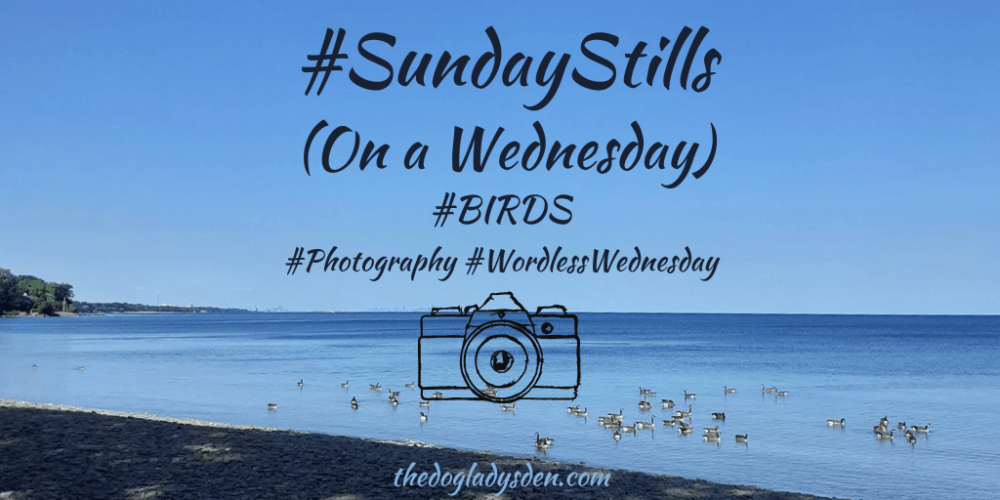 Birds, Sunday Stills and Wordless Wednesday