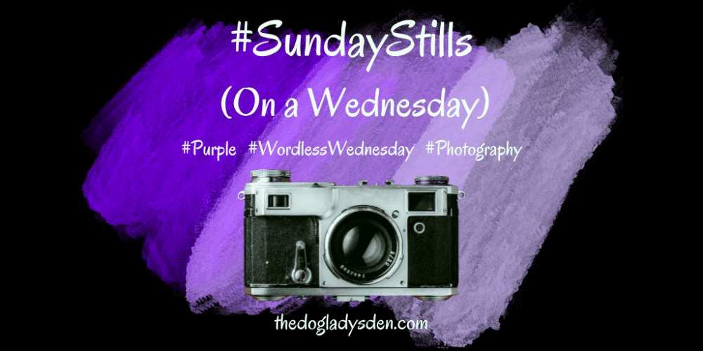 Purple Sunday Stills Wordless WEdnesday photography