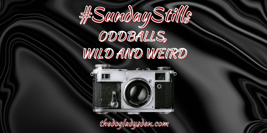 ODDBALLS, WILD AND WEIRD 🙃 #SundayStills #Photography #WW 📷📱