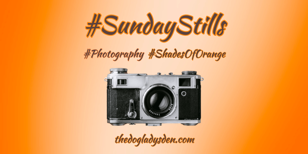 SHADES OF ORANGE 🟠🟠🟠#SundayStills 📷📱  #Photography