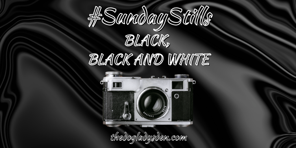 BLACK, BLACK & WHITE ⬛🔲 #SundayStills 📷📱  #Photography