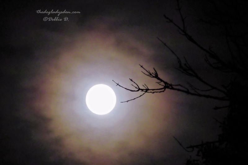 full moon and bare branches