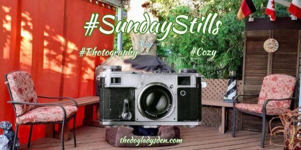 COMFY, COZY, AND CONTENT 🐶🛋️📺 |  #SundayStills #Photography 📷📱