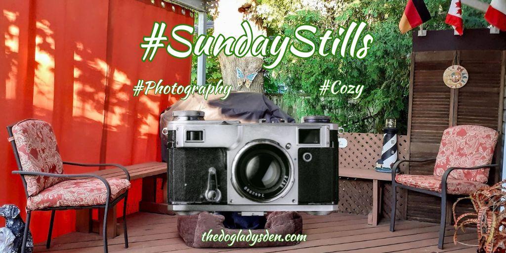 COMFY, COZY, AND CONTENT 🐶🛋️📺 |  #SundayStills #Photography 📷📱