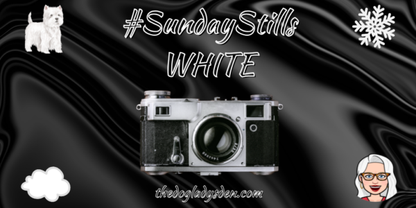 WHITE 🐩 💭❄️👩‍🦳| #SundayStills #Photography📷📱#ColourChallenge